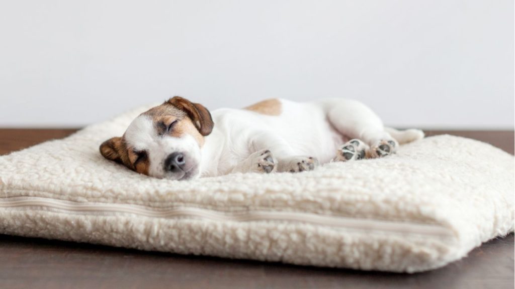 How to Wash Dog Bedding in Washing Machine