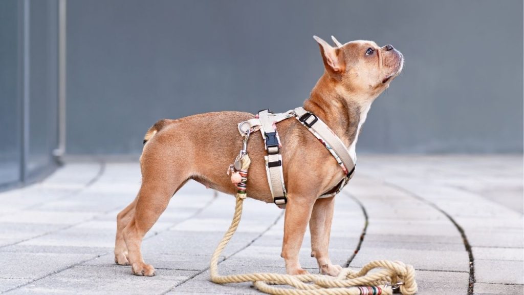 How to Wash Dog Harness in Washing Machine