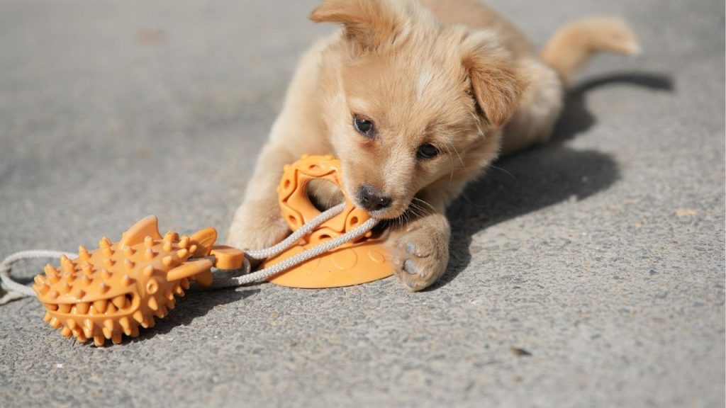 How to Wash Dog Toys in Washing Machine